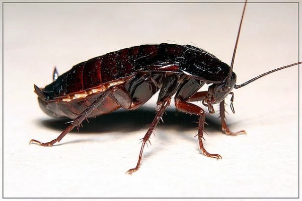 Antalya Hamam Böceği İlaçlama